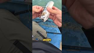 He Found A Dead Fish At The Seaside shortsvideo [upl. by Demb]