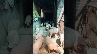 Piglet 🐷 part1 farming pig shortvideo piggy shortsfeed shorts short fyp usa india 745am [upl. by Jentoft]