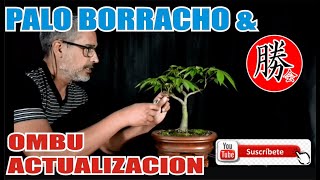 PALO BORRACHO amp OMBÚ BONSAI ACTUALIZACIÓN Y PINZADO [upl. by Fairbanks117]