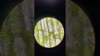 Egeria densa under 1000x microscope shorts [upl. by Sonny863]