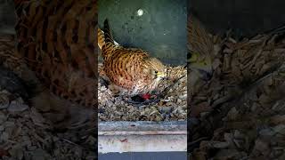 Kestrel lays her first egg birds wildlife cuteanimals birdwatching funnyanimals [upl. by Htebazle711]