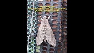 Convolvulus Hawkmoth Agrius convolvuli Clachtoll [upl. by Kameko]