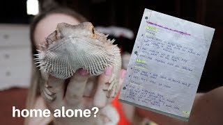 HOW TO LEAVE YOUR BEARDED DRAGON HOME ALONE  or with sitter [upl. by Aynekat]