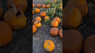 Going to a Pumpkin Patch for the First Time FAIL [upl. by Moyna946]