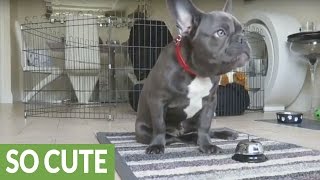 French Bulldog puppy displays vast array of dog tricks [upl. by Oza]