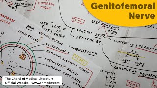 Genitofemoral Nerve  Root Value Branches Cremasteric Reflex  The Charsi of Medical Literature [upl. by Oliy798]