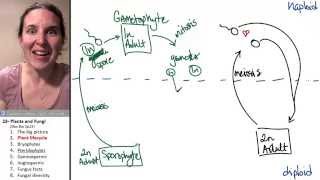 Plants amp Fungi 2 Plant lifecycle [upl. by Aznarepse]