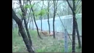 Leones Matan a Tigre en Zoologico Videos Asombrosos [upl. by Ailelc]