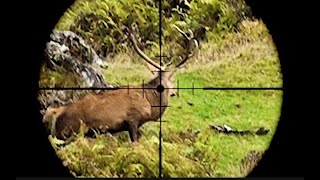 Hunting Red deer head and neck shots  5 New Zealand [upl. by Kendrick781]