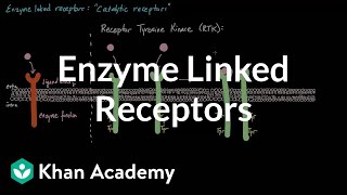 Enzyme Linked Receptors  Nervous system physiology  NCLEXRN  Khan Academy [upl. by Antonietta]