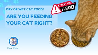 Dry vs Wet Cat Food Which is Best for Your Feline 🐾🍽️ [upl. by Milah]