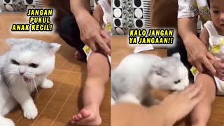 LUCU BANGET Kucing Ini Selamatkan Anak Kecil yang Mau Dipukul Emaknya [upl. by Beare]