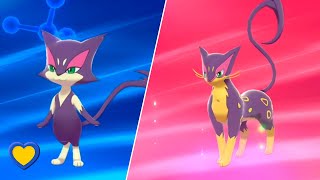 HOW TO Evolve Purrloin into Liepard in Pokémon Sword and Shield [upl. by Anerhs]