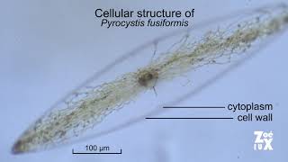 Bioluminescent dinoflagellate Pyrocystis fusiformis [upl. by Nelyahs]