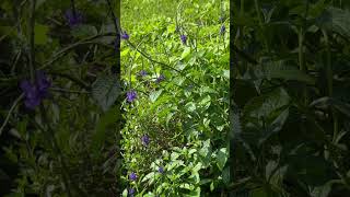 Flowers of Stachytarpheta jamaicensis L Vahl [upl. by Akemahc]