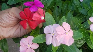 How to pollinate Vinca Rosea or Periwinkle plant [upl. by Noret]