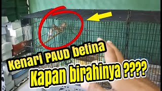 CARA Memancing Kenari PAUD Betina cepet birahi KAWIN [upl. by Lew]