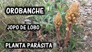 Orobanche  PLANTAS PARÁSITAS [upl. by Georgina561]