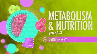 Metabolism amp Nutrition Part 2 Crash Course Anatomy amp Physiology 37 [upl. by Atcele]