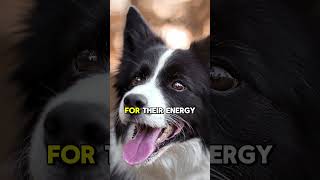 Intelligent and Loyal 5 Amazing Facts About the Border Collie [upl. by Nassi992]