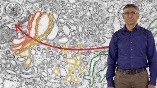 Ramanujan Hegde MRC 1 Compartmentalization of Proteins Inside Cells [upl. by Etnovahs784]