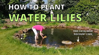 How to plant WATER LILIES in the WILDLIFE POND wildlife garden [upl. by Ragas321]