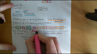 The PI3K  AKT  mTOR Pathway and Cancer Part 3 [upl. by Jenny534]