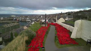 The Macduff Poppy Display 2024 [upl. by Depoliti]