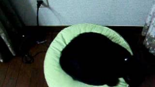 Cat on the RoombaVol2 「お掃除ロボット」とホームベースへ戻る くろねこ [upl. by Dru]