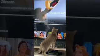 Even my cat is annoyed with YouTube [upl. by Elliot]