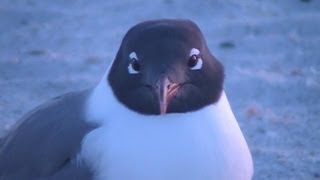 Laughing Seagull UpClose View [upl. by Aikan]