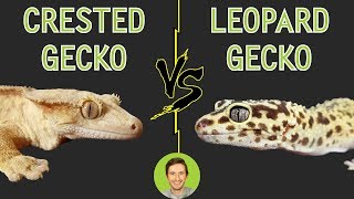 Crested Gecko vs Leopard Gecko  Head To Head [upl. by Biegel690]