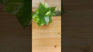 Two varieties Heartleaf Philodendron and Golden Pothos ornamental ideas in the water plantdecor [upl. by Kwabena]