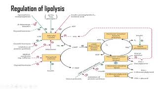 Lipolysis [upl. by Norrej741]