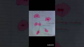 Binary fission in Amoeba 🦠subscribe Bacteria Class8th amoeba studymotivation art newyoutuber [upl. by Sualocin]