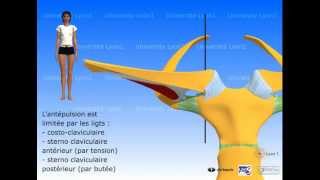 Lépaule  articulation sternocostoclaviculaire [upl. by Elsey]