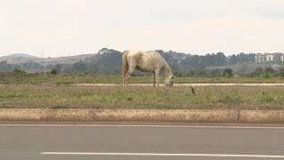 CAVALOS EM VIA PÚBLICA [upl. by Petite]