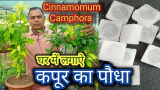 कपूर के पौधे को घर में कैसे लगाऐ  Cinnamomum camphora grow at home  camphor plant care tips [upl. by Noryt]