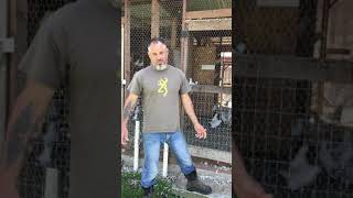 Raising pigeons for money  Squab ranch  utility bird Laz Delgado [upl. by Nnaycart]