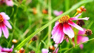 Mädchenaugen Coreopsis [upl. by Moth]