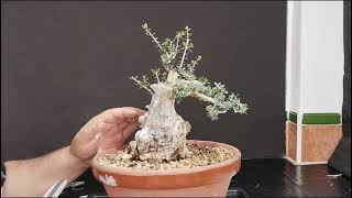 el pbonsai que vino de Aznalcazarbonsaiaficionado subscribete al canal manolofelix bonsai [upl. by Prestige994]