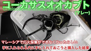 コーカサスオオカブトのペアリング～産卵セット Beetle breeding method（Chalcosoma chiron kirbyi） [upl. by Karlow383]