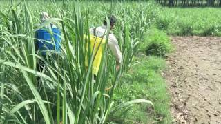 Herbicide in sugarcane [upl. by Aramot283]