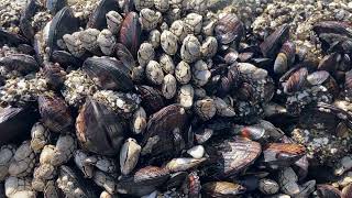 Mussels and Gooseneck Barnacles at California Intertidal Shore [upl. by Ecurb183]