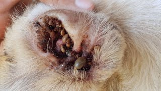 Remove Millions Of Ticks From Poor Dog [upl. by Gean]