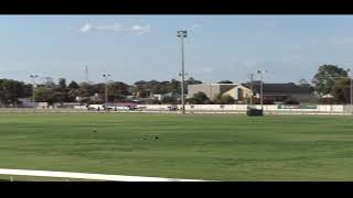 Mildura Harness Racing Club 7 Oct 2024 Trial 1 [upl. by Karyn]