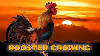 ROOSTER CROWING COMPILATION 2022  Laughing Rooster [upl. by Ahsema]