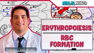 Hematology  Erythropoiesis Red Blood Cell Formation Part 1 [upl. by Efioa]