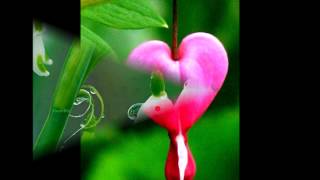 Best Amharic love song quotAmenquot [upl. by Candless]