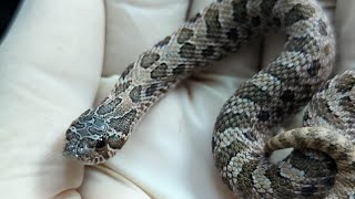 Unboxing a high contrast arctic sable hognose [upl. by Inaffets]